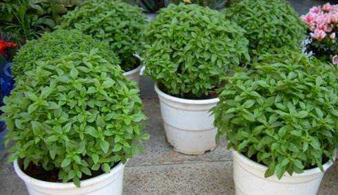 Sivrisinek Kovucu 10 Yöntem!