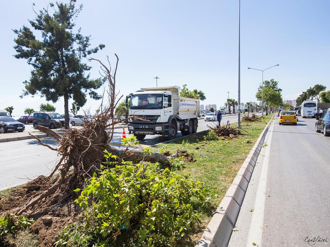 Büyükşehir Tramvay İçin Ağaçları Katletti!