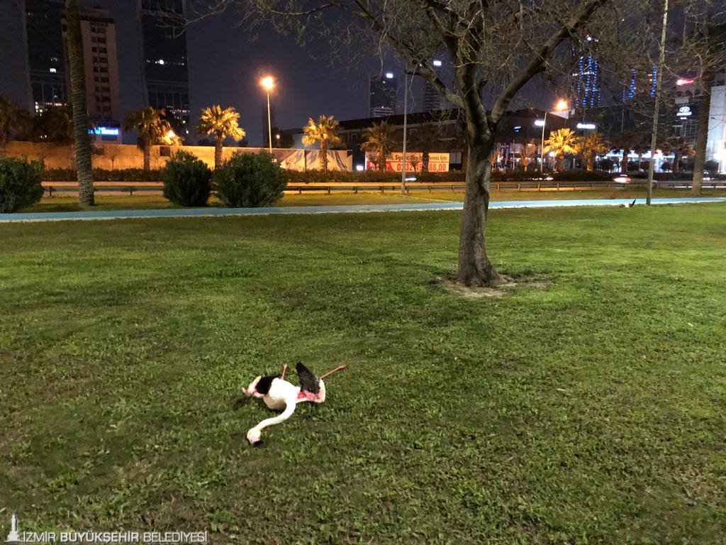 Flamingoların ölüm nedeni araştırılıyor