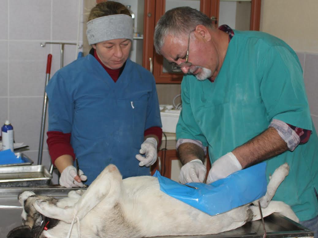 Dikili’de can dostlara ‘özel’ proje