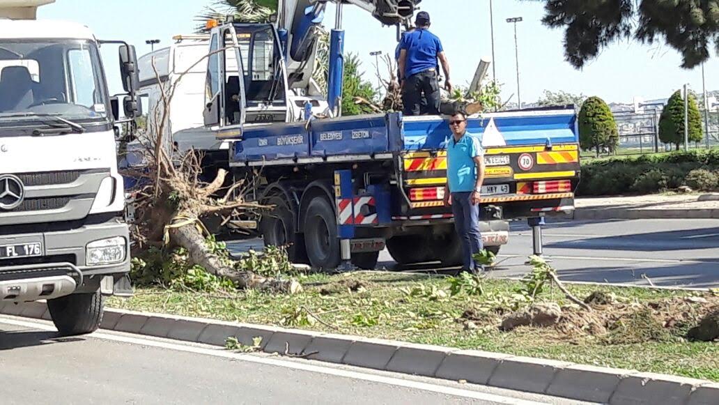 Büyükşehir Tramvay İçin Ağaçları Katletti!