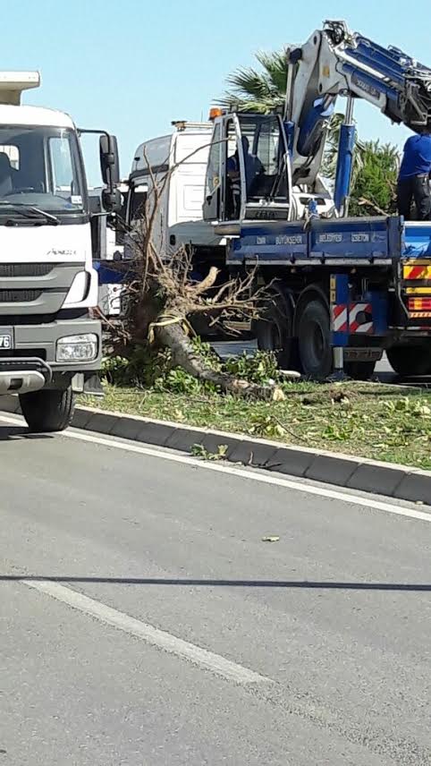 Büyükşehir Tramvay İçin Ağaçları Katletti!