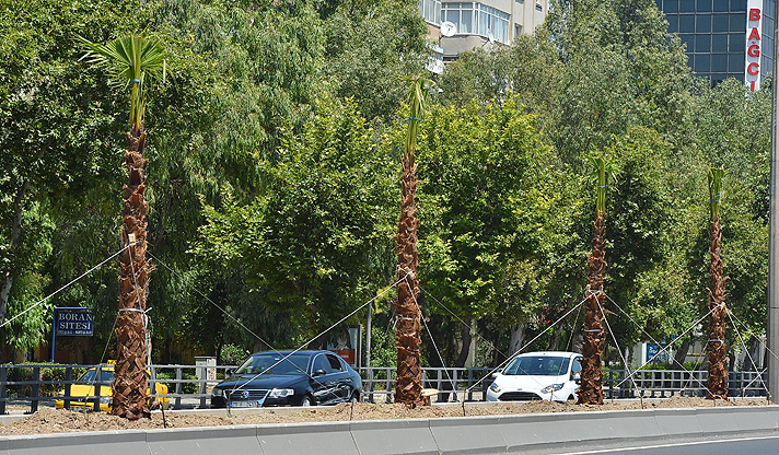 Büyükşehir, Ankara Caddesi’ne 250 Palmiye Dikiyor