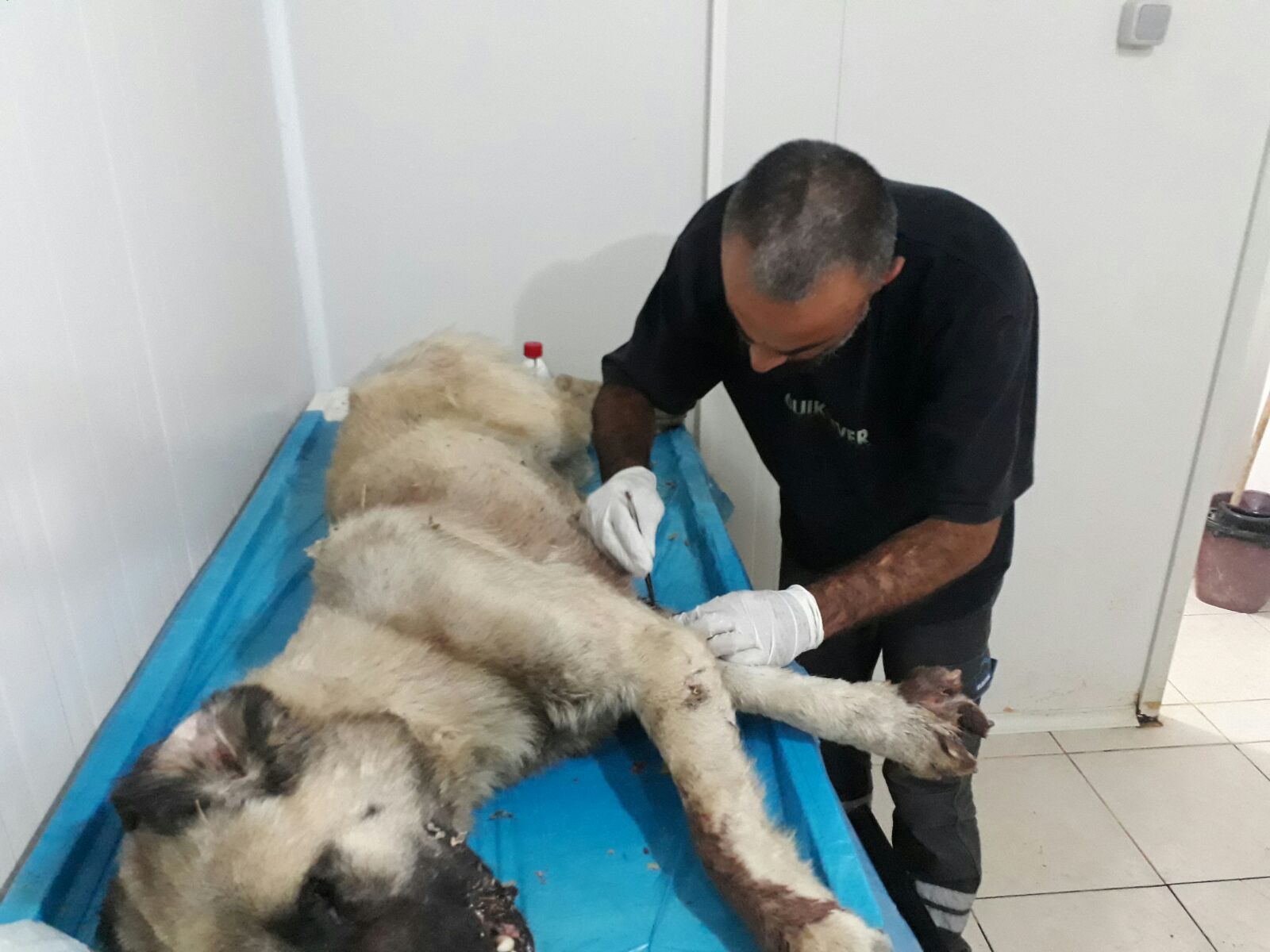 Makam Aracını Yaralı Hayvana Tahsis Etti!