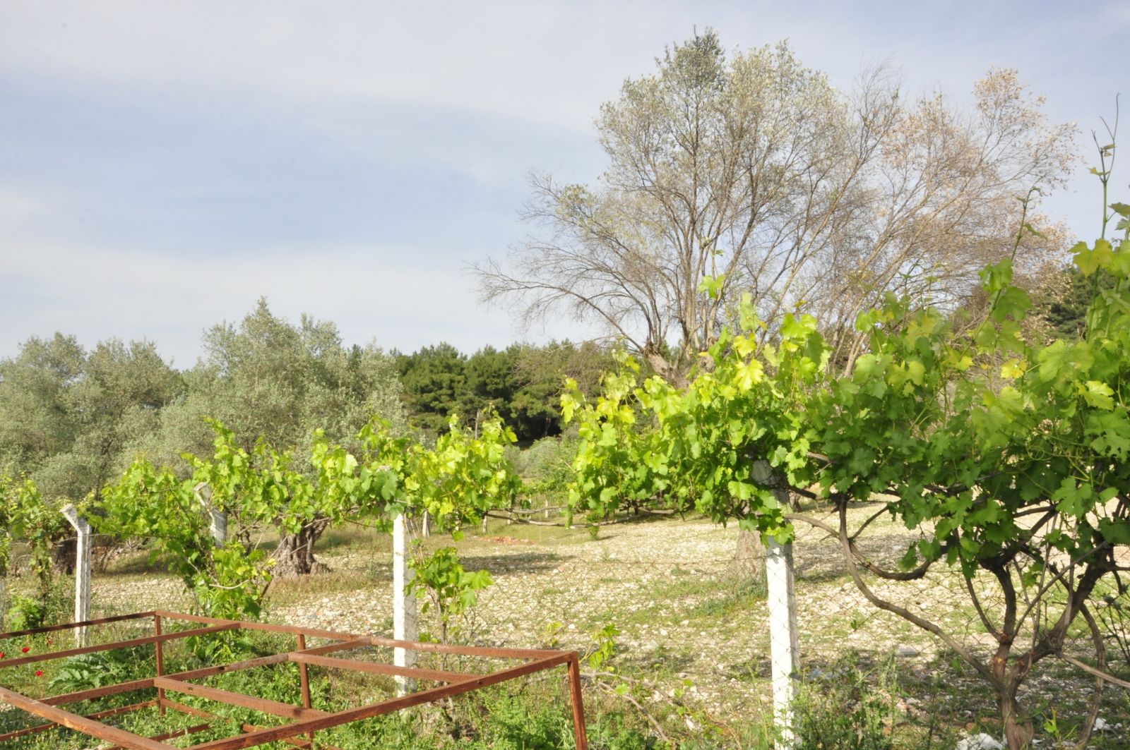 Burası Cennette Bir Köşe Gibi...
