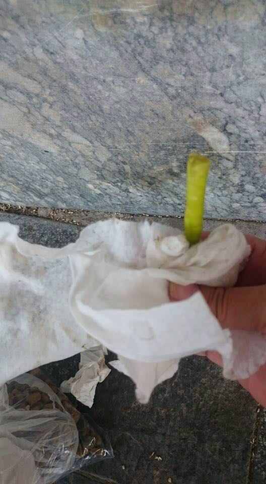 Böyle şerefsizlik görülmedi: Asıl Köpek Bunu Yapana Denir!