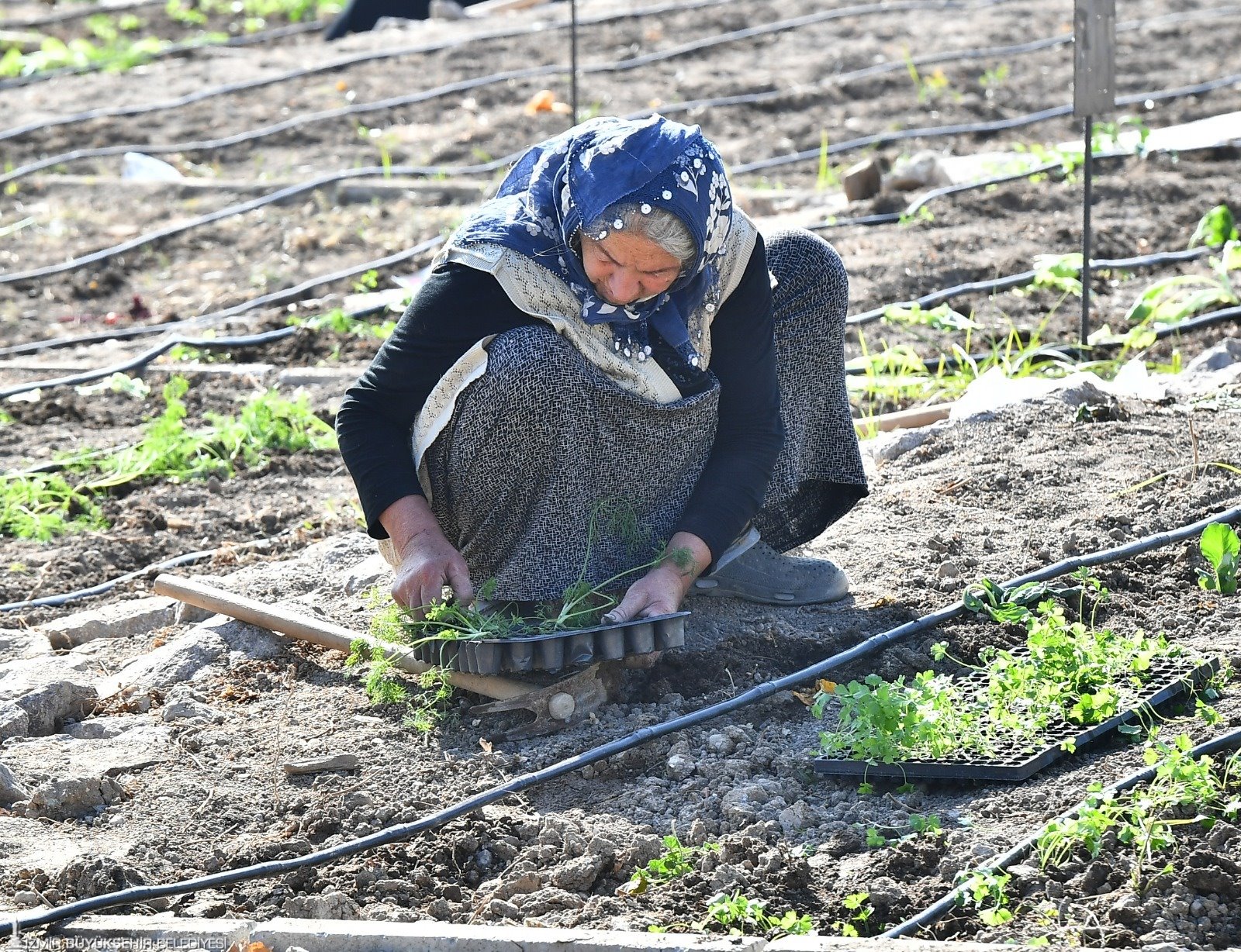 Mahalle Bostanı'nda kış sebzelerinin ekimi başladı