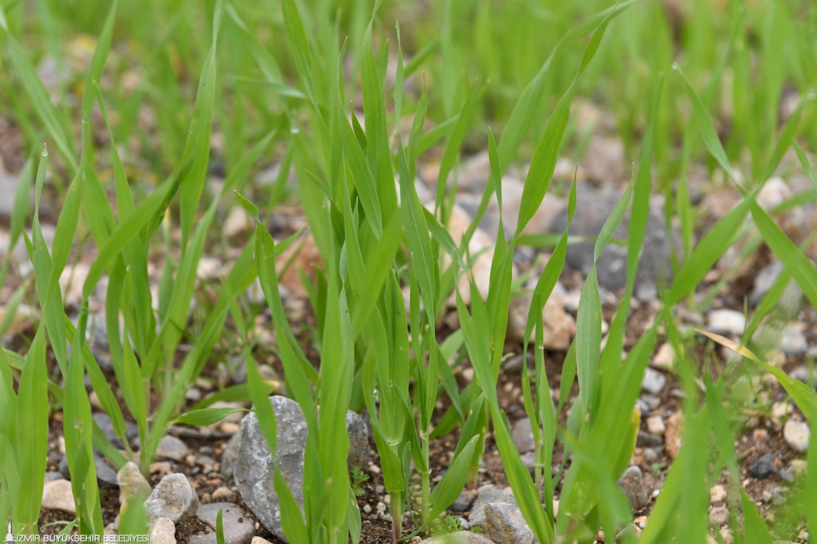 İzmir Büyükşehir çiftçi için arazilerini üretime kazandırdı