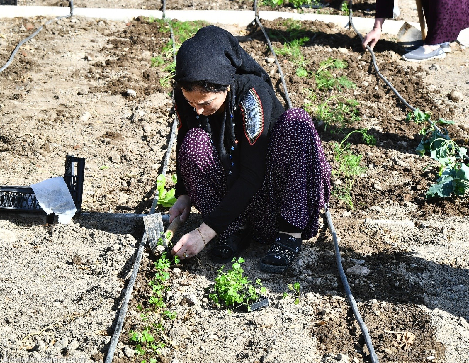 Mahalle Bostanı'nda kış sebzelerinin ekimi başladı