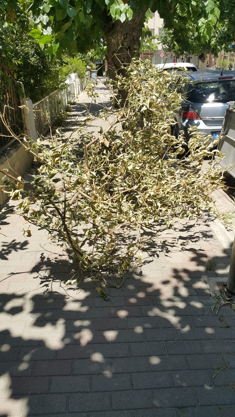 Salih Erkek Yazdı...