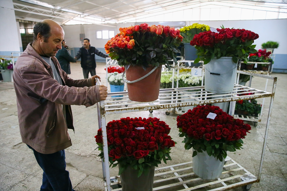 Gül üreticileri sevgililer günü'ne hazırlanıyor