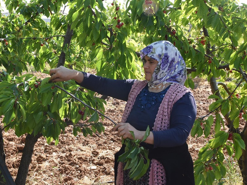 İzmirli kiraz üreticisi devletten destek istedi