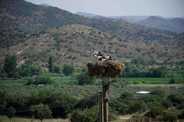 Ege'de leylekler için bin 390 yuva yapıldı