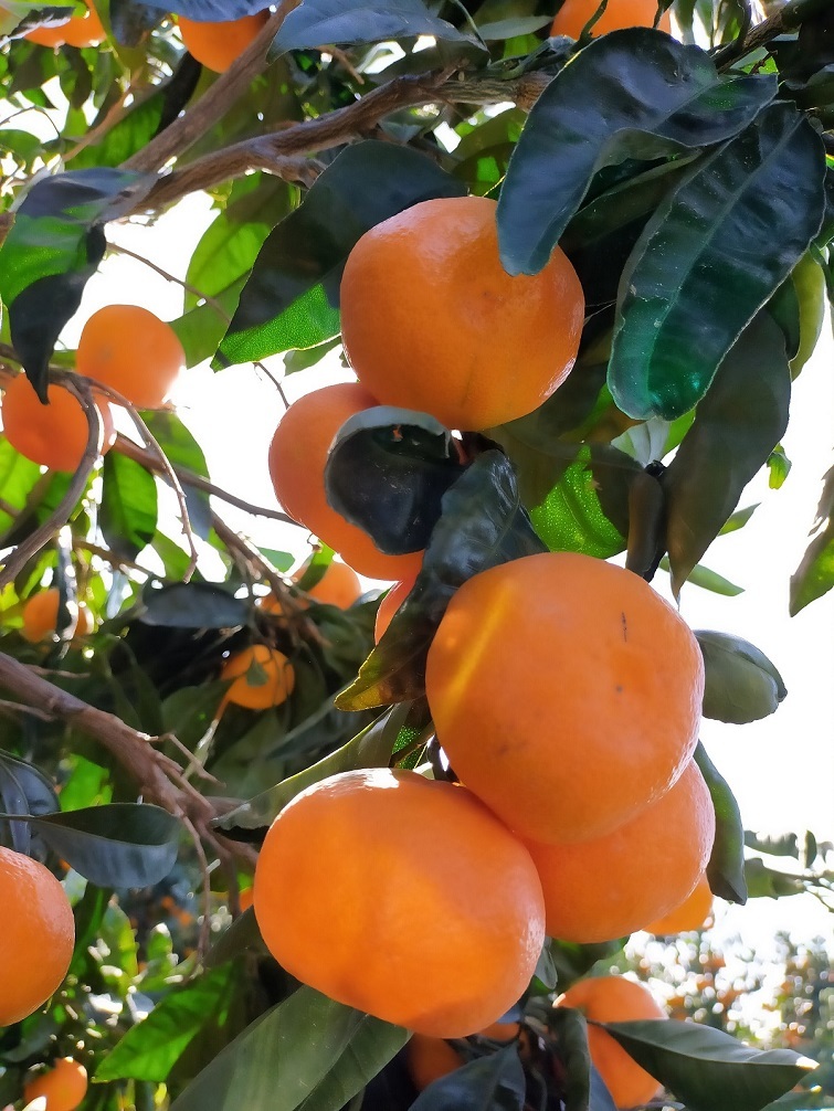 Büyükşehir sineği kovdu, mandalina değerlendi