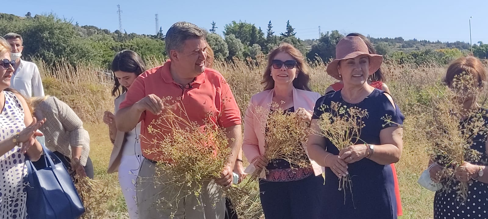 Çeşme’de 30 yıl aradan sonra ilk kez anason hasadı!