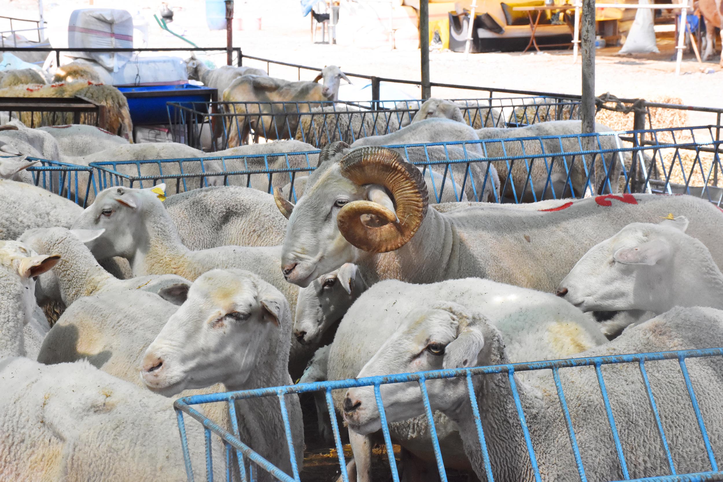 Menemen’de kurban pazar yeri denetlendi