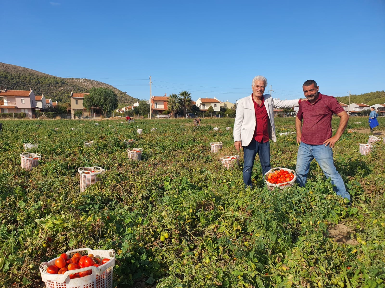 "DOMATES SEZONDA İKİ DEFA EKİN VERDİ"