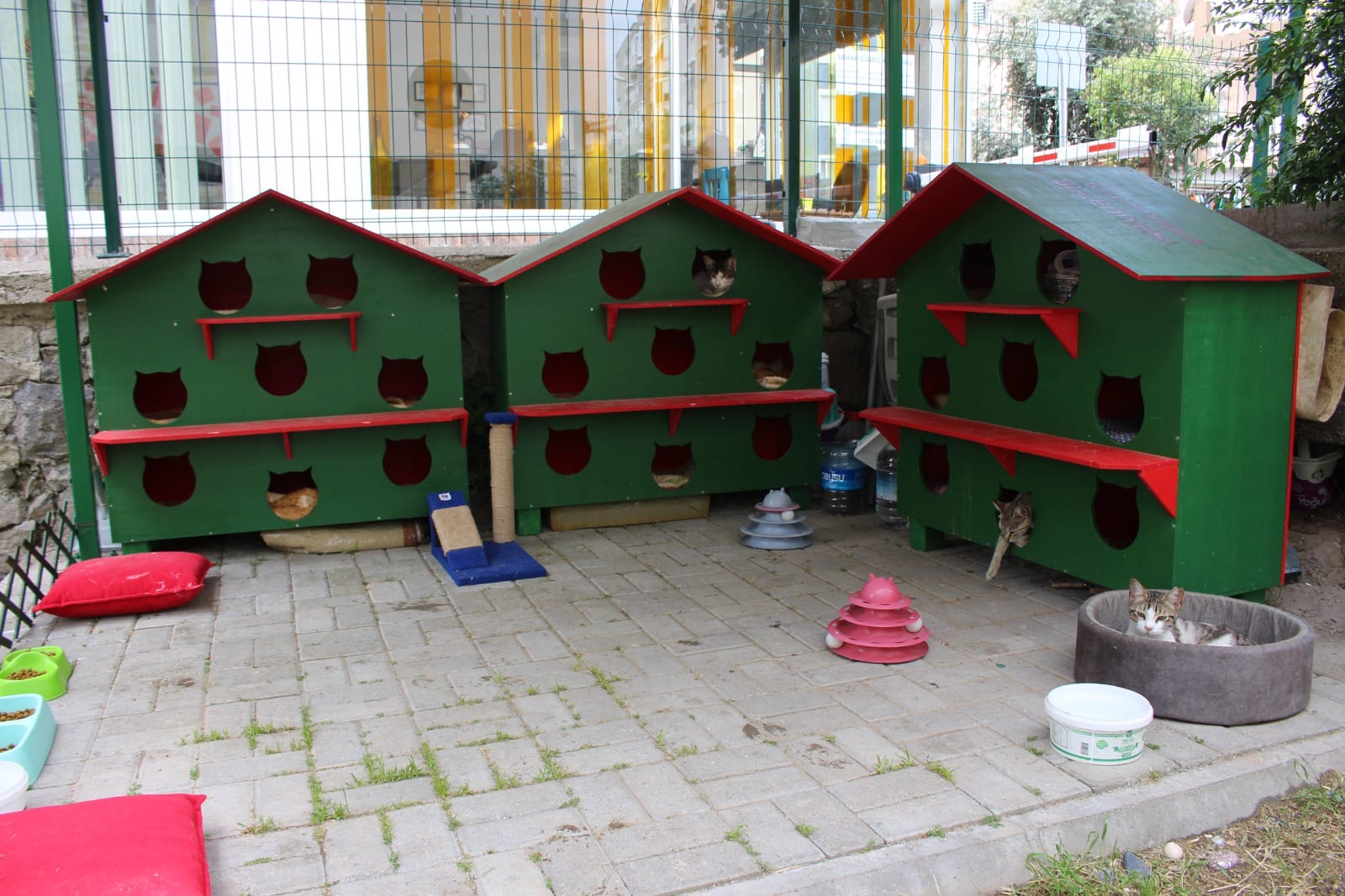 Zübeyde Hanım Parkı’nın kedileri yeni evlerine kavuştu