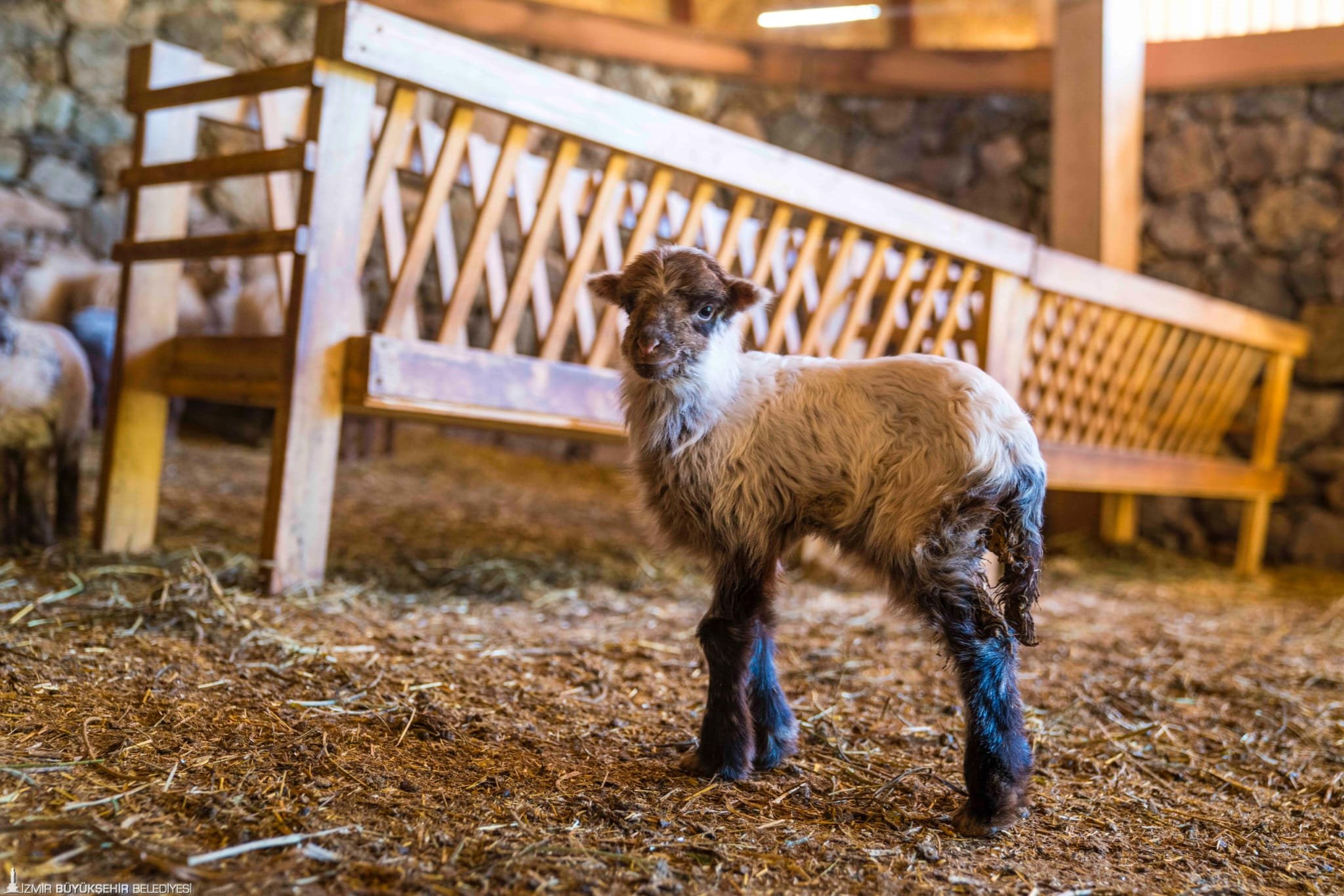 Kaçeli koyunlarının ilk yavruları Olivelo'da gözlerini açtı