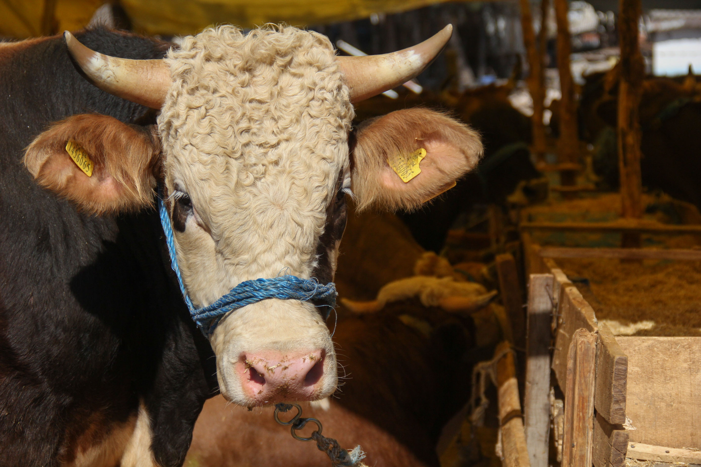 Bayram öncesi Buca Belediyesi’nden kaçak kesim uyarısı