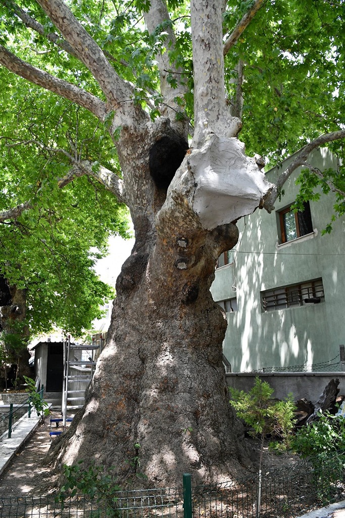 Anıt ağaçlar emin ellerde