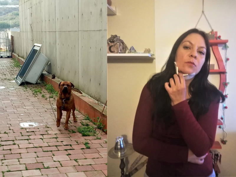 İş görüşmesine giden kadına köpek saldırdı