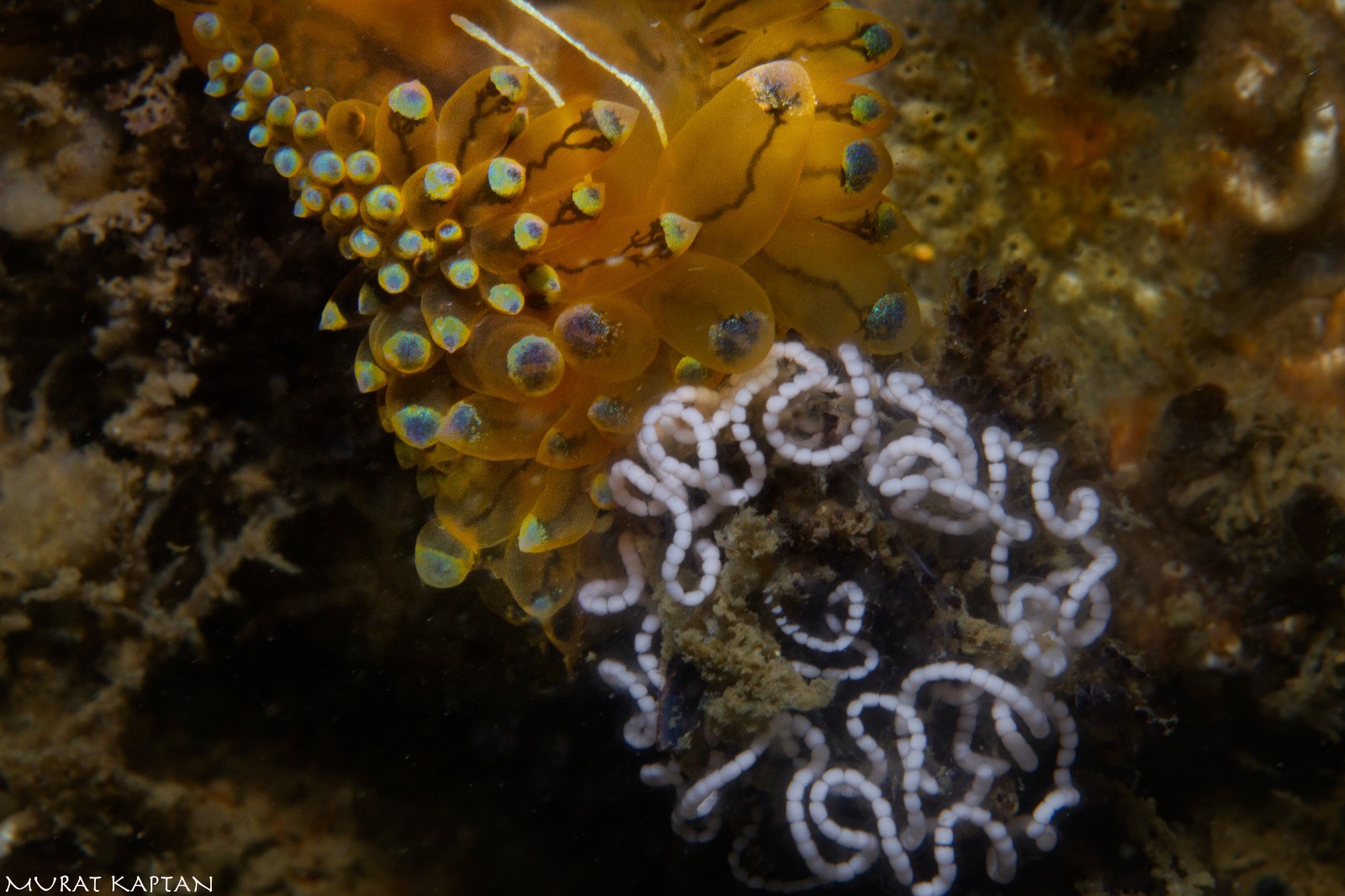 İzmir Körfezi'nde bir ilk