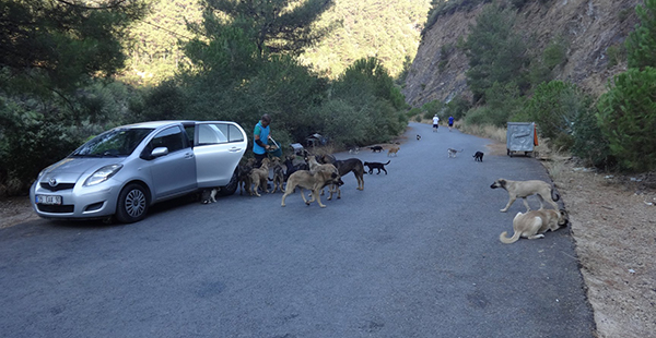 Haldun Kırkık, Balçova Belediyesi Başkanı Çalkaya'ya seslendi: Terapi Ormanı'ndaki hayvanlar aç!