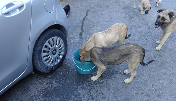 Haldun Kırkık, Balçova Belediyesi Başkanı Çalkaya'ya seslendi: Terapi Ormanı'ndaki hayvanlar aç!