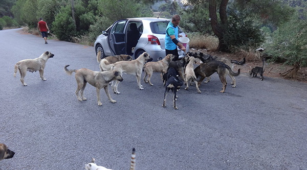 Haldun Kırkık, Balçova Belediyesi Başkanı Çalkaya'ya seslendi: Terapi Ormanı'ndaki hayvanlar aç!
