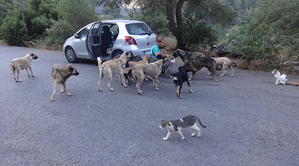 Haldun Kırkık, Balçova Belediyesi Başkanı Çalkaya'ya seslendi: Terapi Ormanı'ndaki hayvanlar aç!
