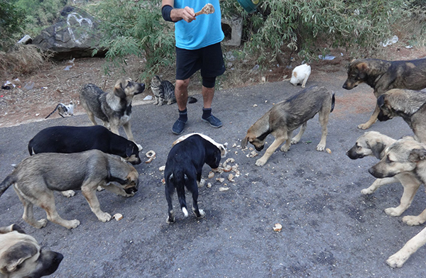 Haldun Kırkık, Balçova Belediyesi Başkanı Çalkaya'ya seslendi: Terapi Ormanı'ndaki hayvanlar aç!