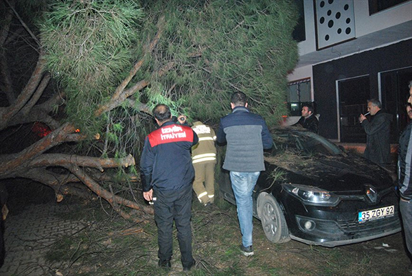 Ağaç otomobilin üzerine devrildi
