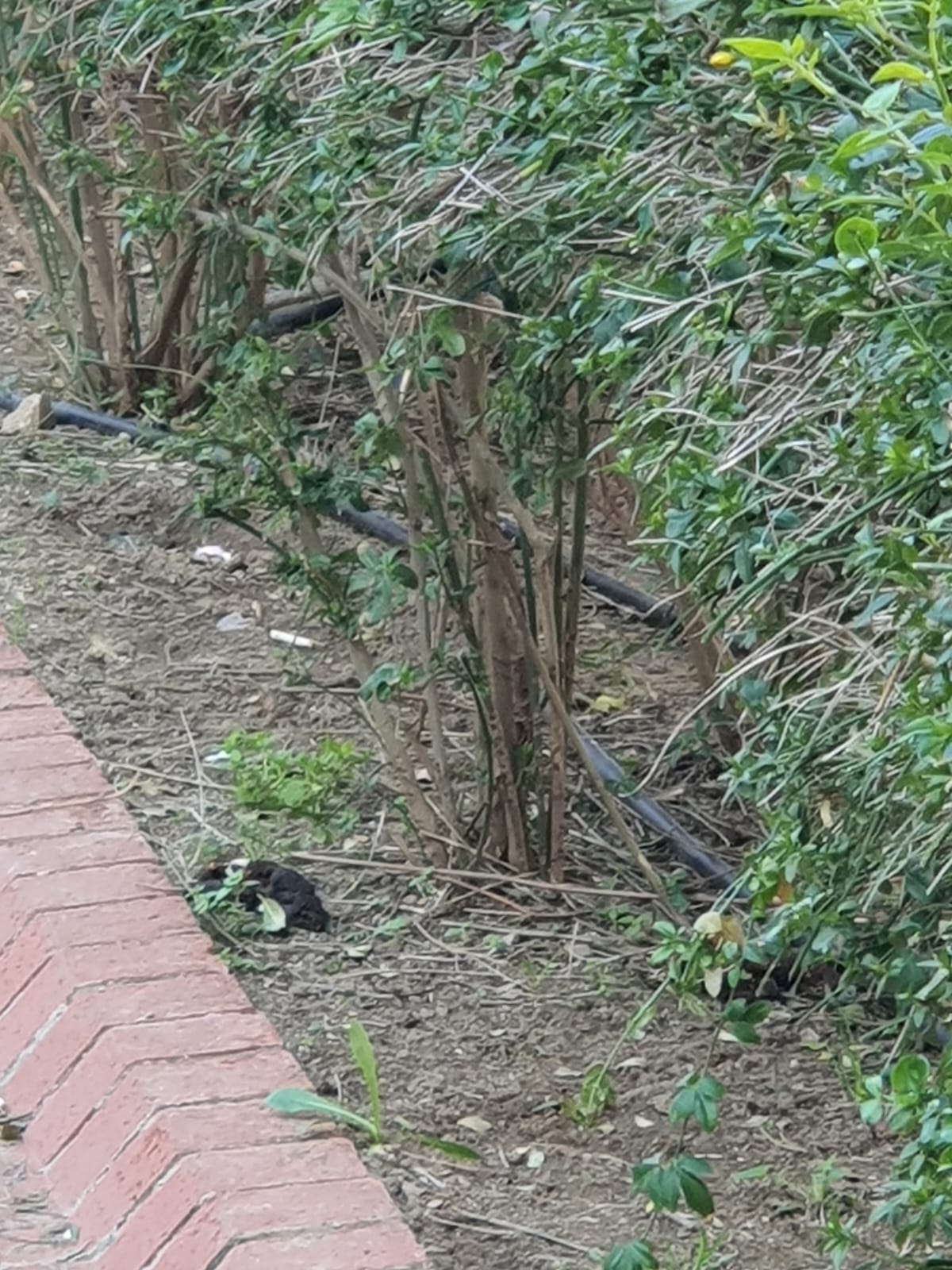 Salih Erkek Yazdı...