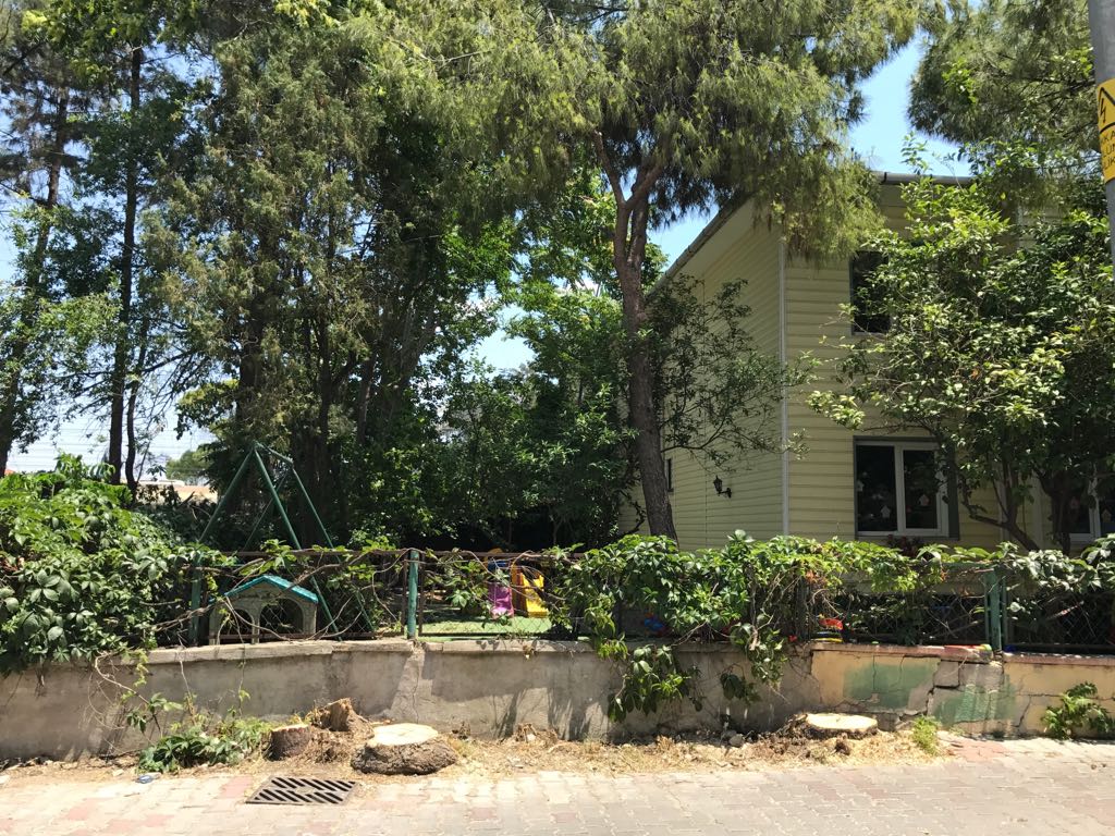 2 Dev ağacı kökünden kestiler