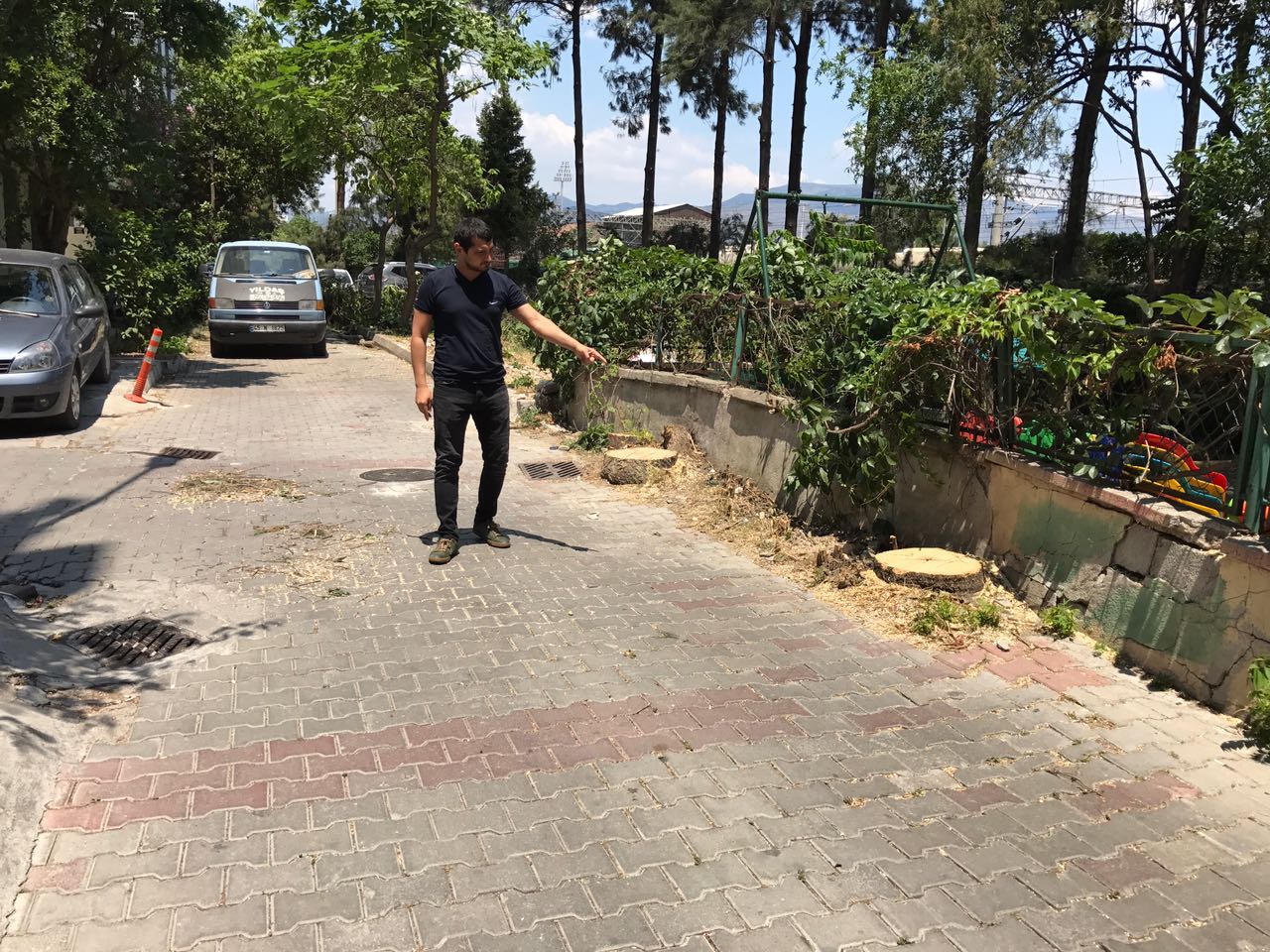 2 Dev ağacı kökünden kestiler