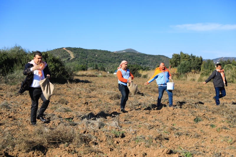 Atalık Karakılçık Buğday ekimi başladı