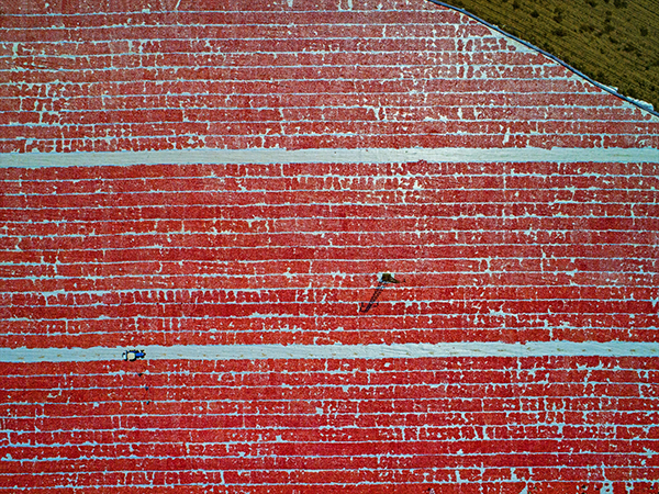 İhracatlık domatesler güneşe serildi