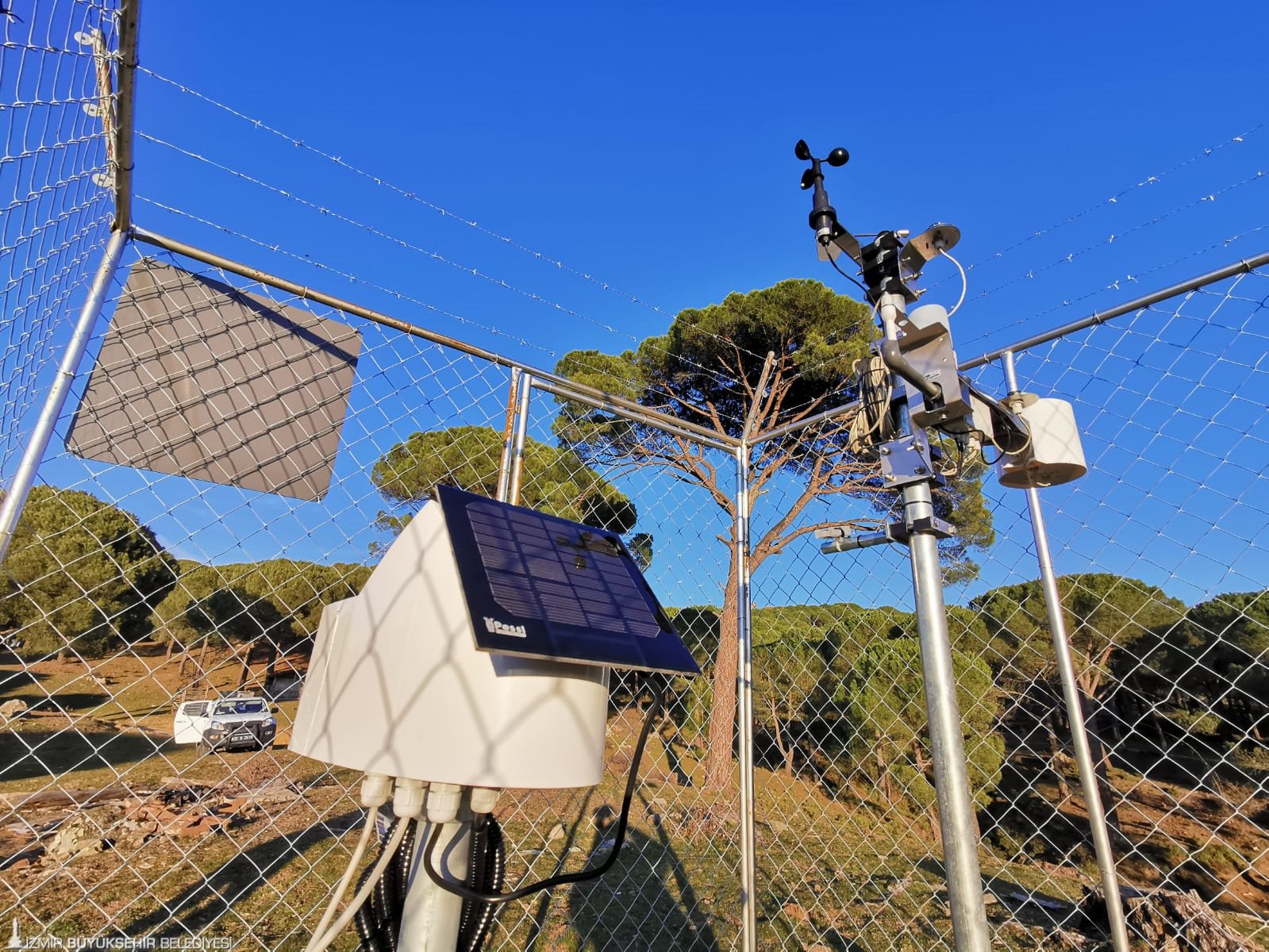 Büyükşehir fıstık çamı için yeniden kolları sıvadı