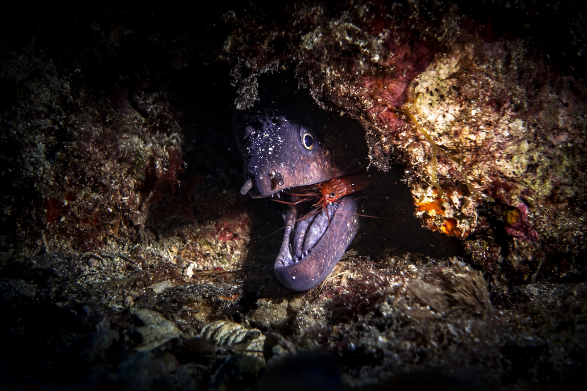 Su altı tutkunlarının yeni gözdesi Karaburun