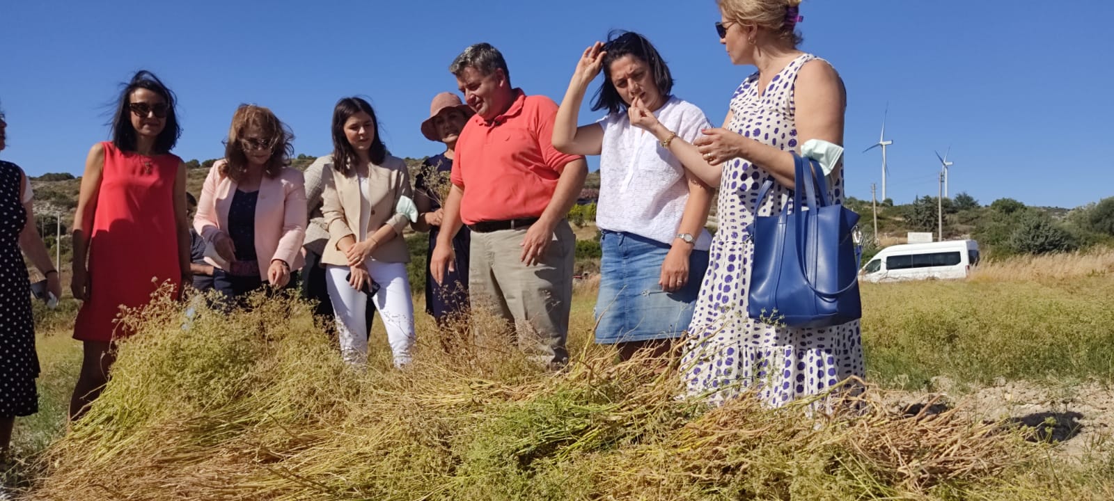 Çeşme’de 30 yıl aradan sonra ilk kez anason hasadı!