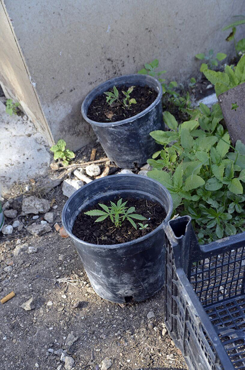 Jandarmadan zehir tacirlerine darbe: 1 gözaltı