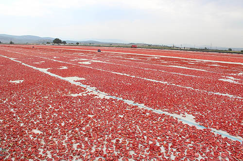Dünyanın kuru domates ihtiyacını İzmir karşılıyor