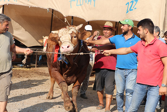 İzmir’in en büyük boğası ‘Akçaovalı’ alıcısını bekliyor