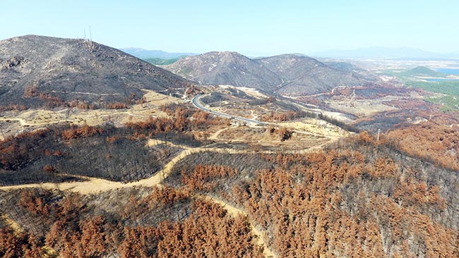 Yanan alana 1,5 milyon yeni fidan