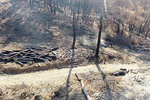 Yanan ormanlar onların ekmek kapısı