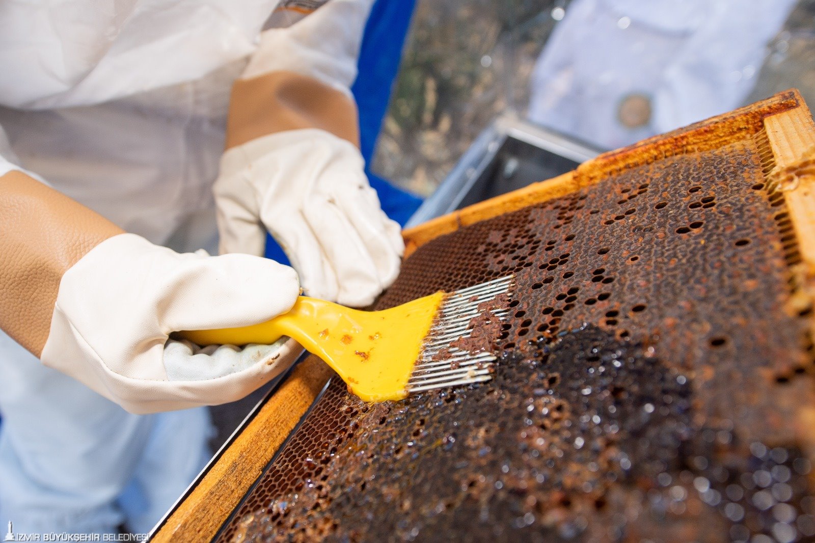 İzmir Büyükşehir Belediyesi Muğla’daki üreticilere omuz veriyor