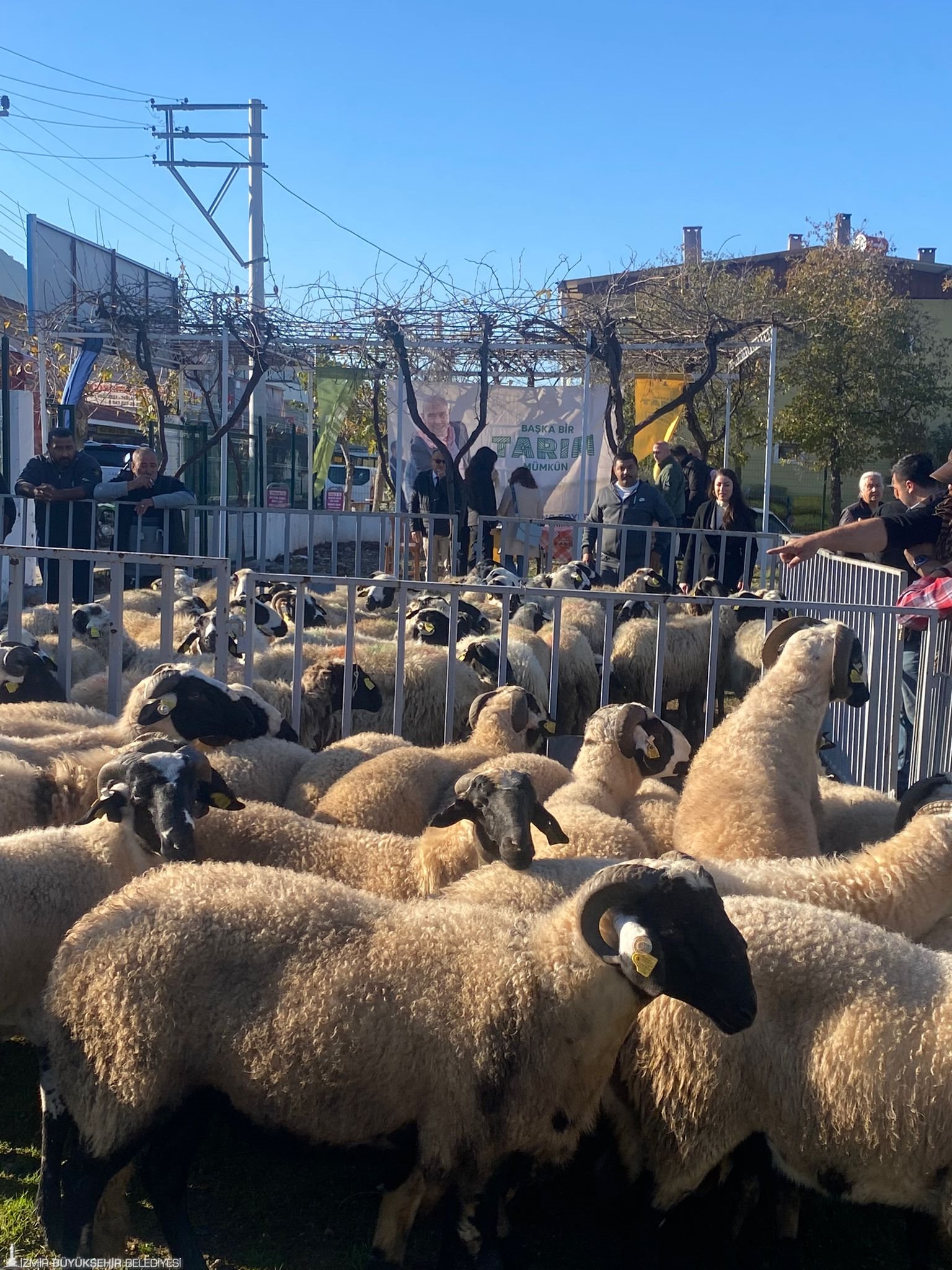 Küçükbaş destekleri 5 yılda 10 bini aştı
