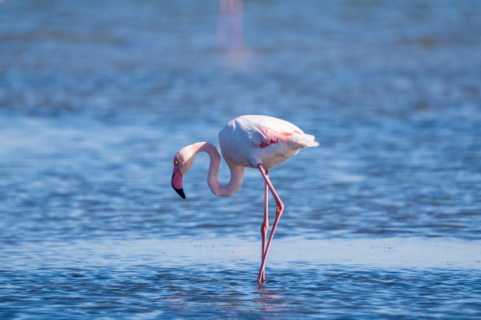 Yüzülebilir Körfez yatırımları meyvelerini veriyor