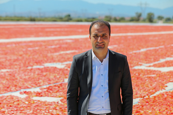 İhracatlık domatesler güneşe serildi